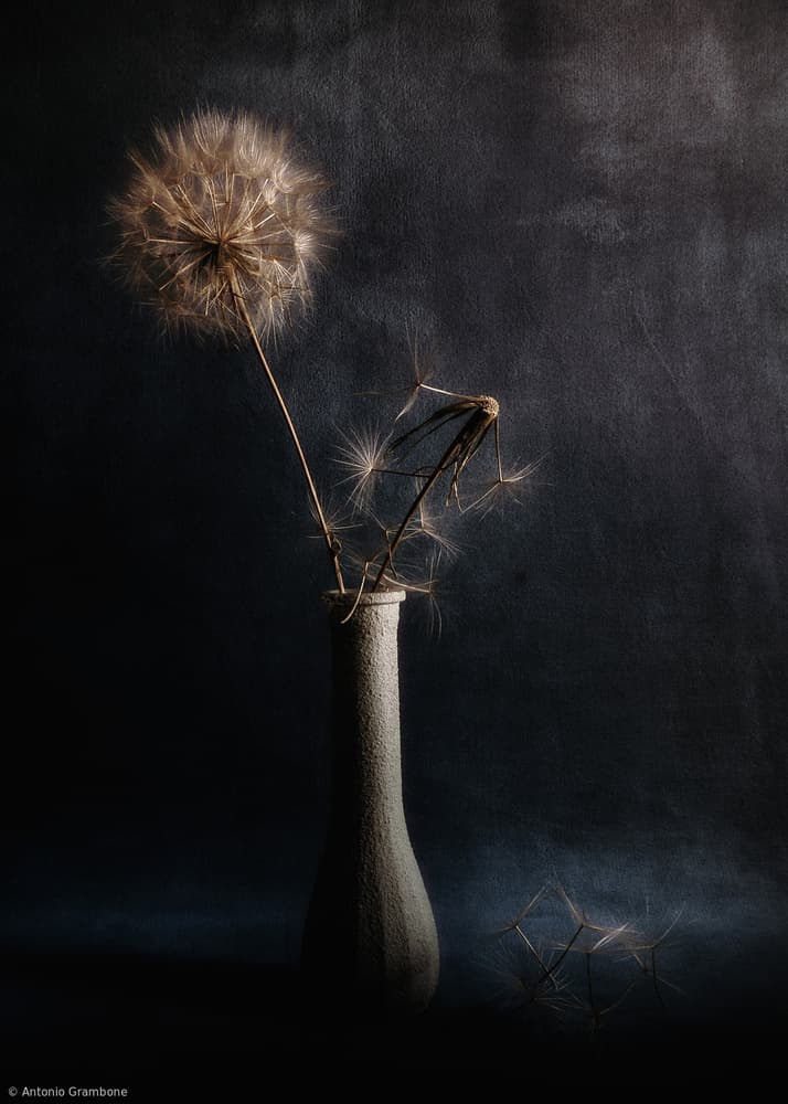 Dark Dandelion Vase by Antonio Grambone — canvas wall art