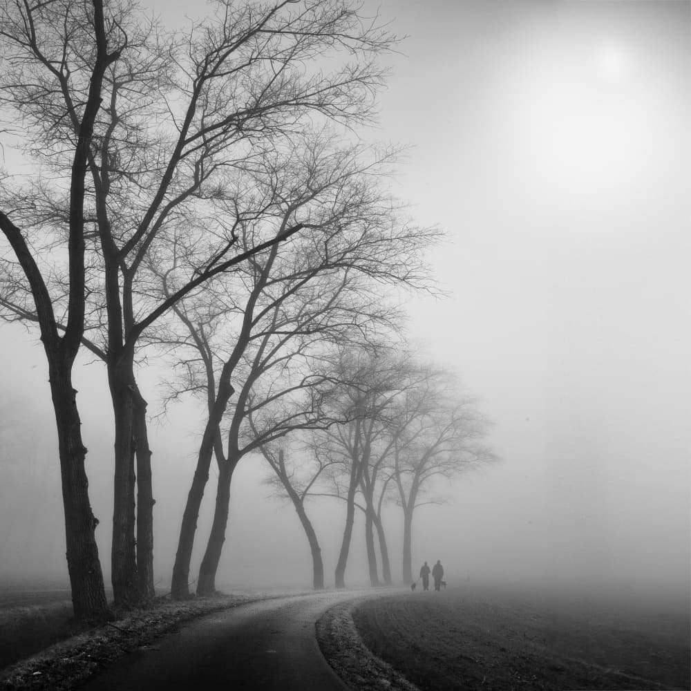 Misty Country Lane by Yvette Depaepe — canvas wall art