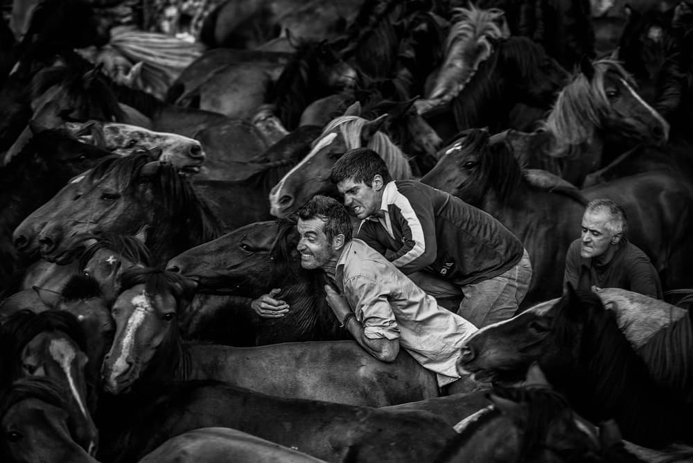 Wild Horse Handling by Alfonso maseda varela — canvas wall art