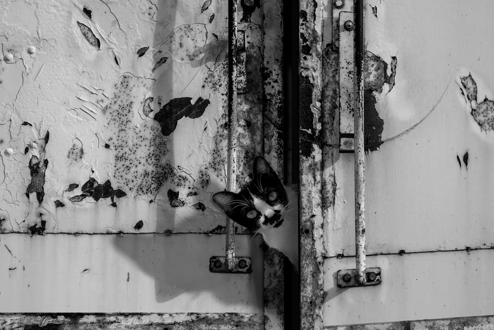 Curious Cat Peek by Ekkachai Khemkum — canvas wall art