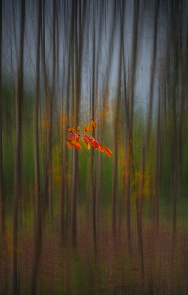 Vibrant Autumn Forest by joanaduenas — canvas wall art