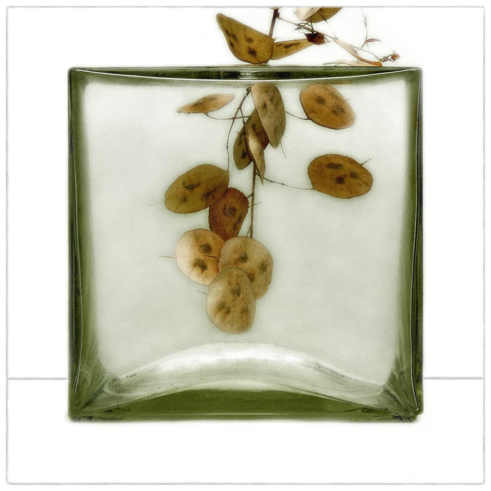 Delicate Honesty Display by Huib Limberg — canvas wall art