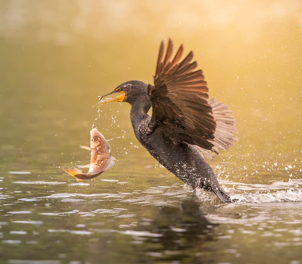 Cormorant Catches Fish by Judy Tseng — canvas wall art