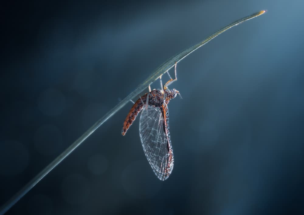 Macro Dewdrop Insect by Atul Saluja — canvas wall art