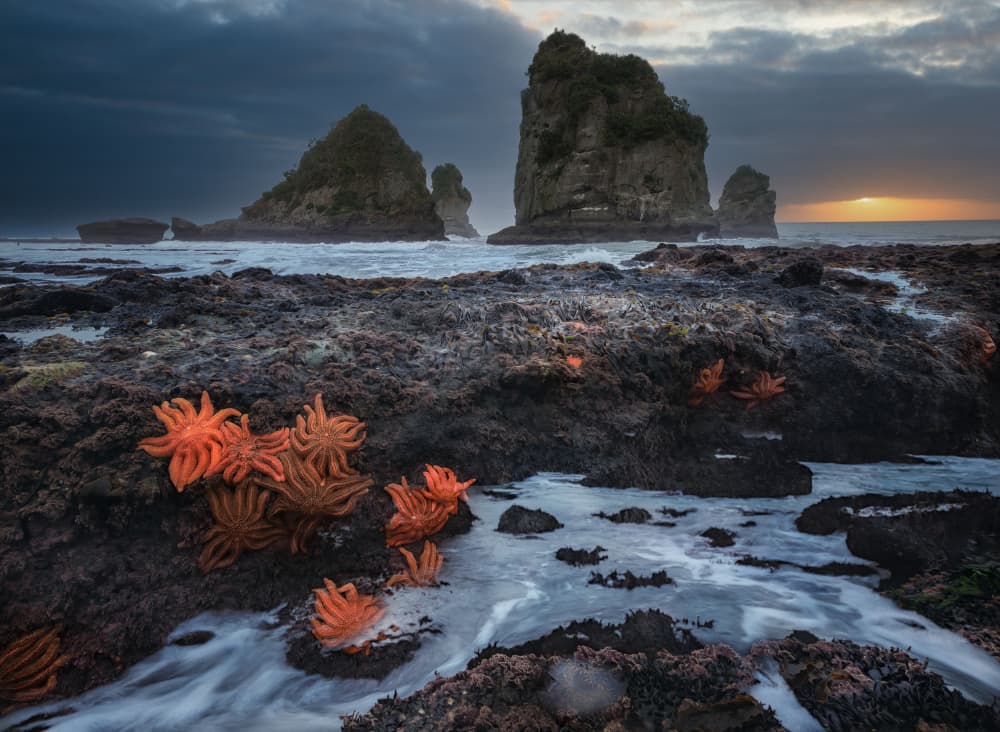 Starfish Tide Pool Sunset by YANGYING — canvas wall art