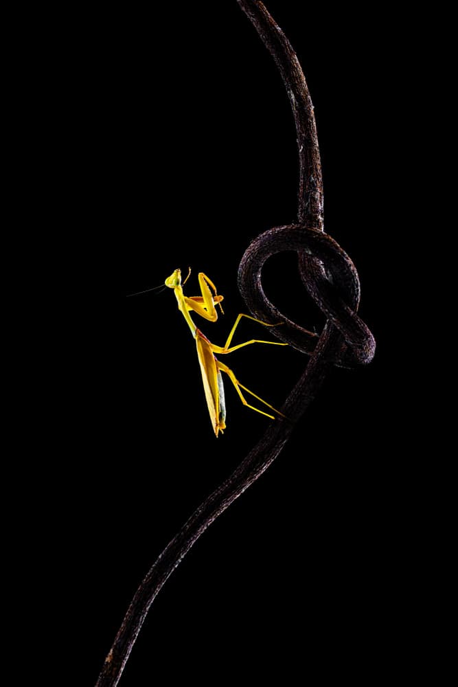 Golden Mantis on Knot by Andi Halil — canvas wall art