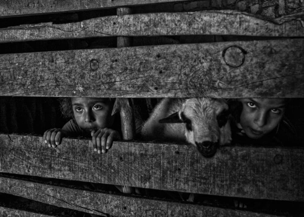 Curious Kids and Lamb by Feyzullah Tunç — canvas wall art