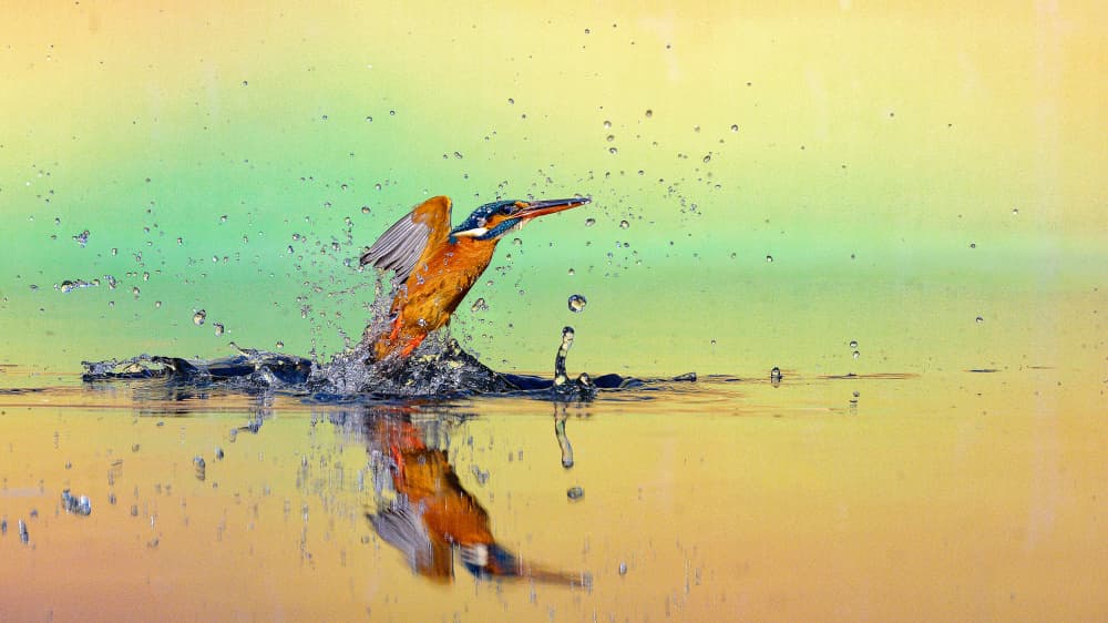Vibrant Kingfisher Splash by Som Prasad — canvas wall art
