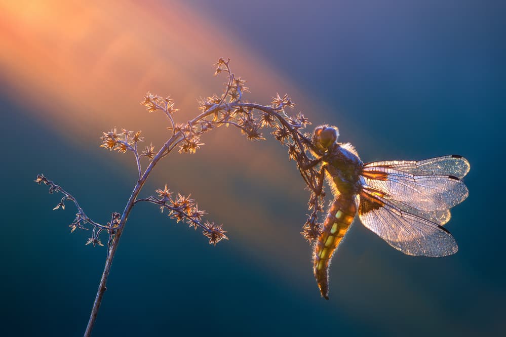 Golden Hour Dragonfly by Petar Sabol — canvas wall art