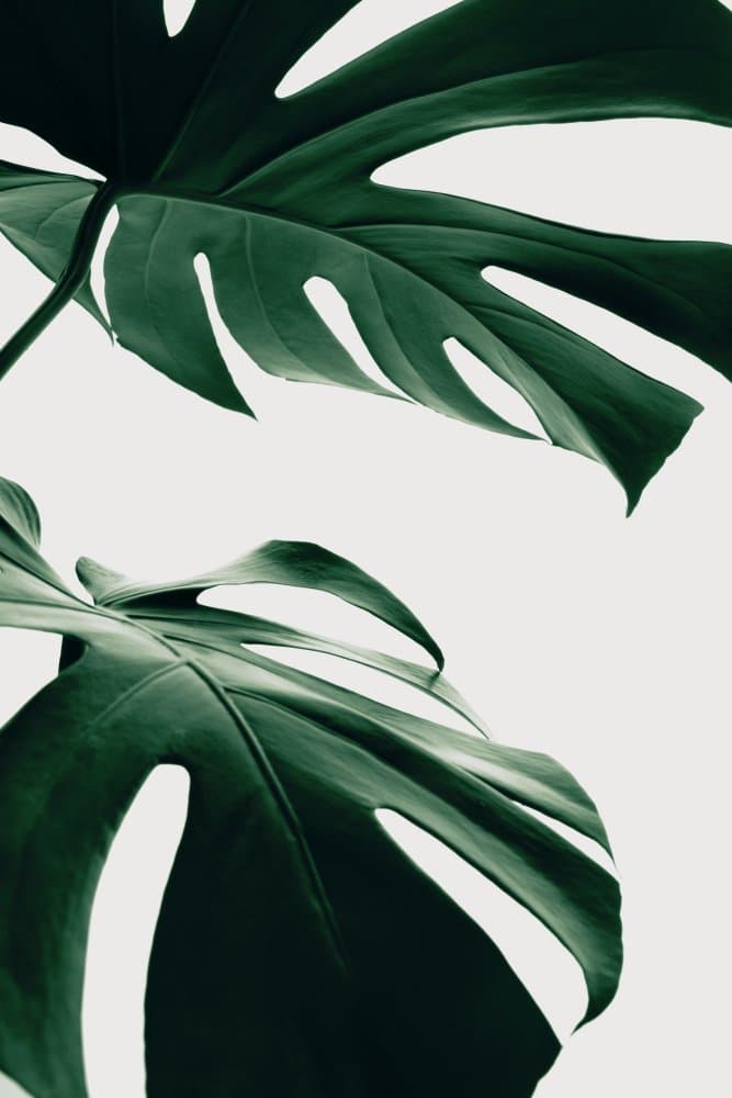 Lush Tropical Monstera Leaves by Pictufy Studio III — canvas wall art