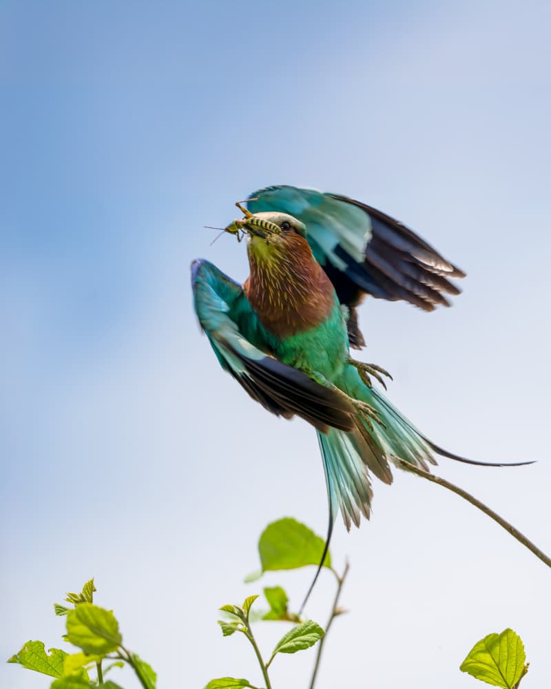 Vibrant Roller in Flight by Jianping Yang — canvas wall art