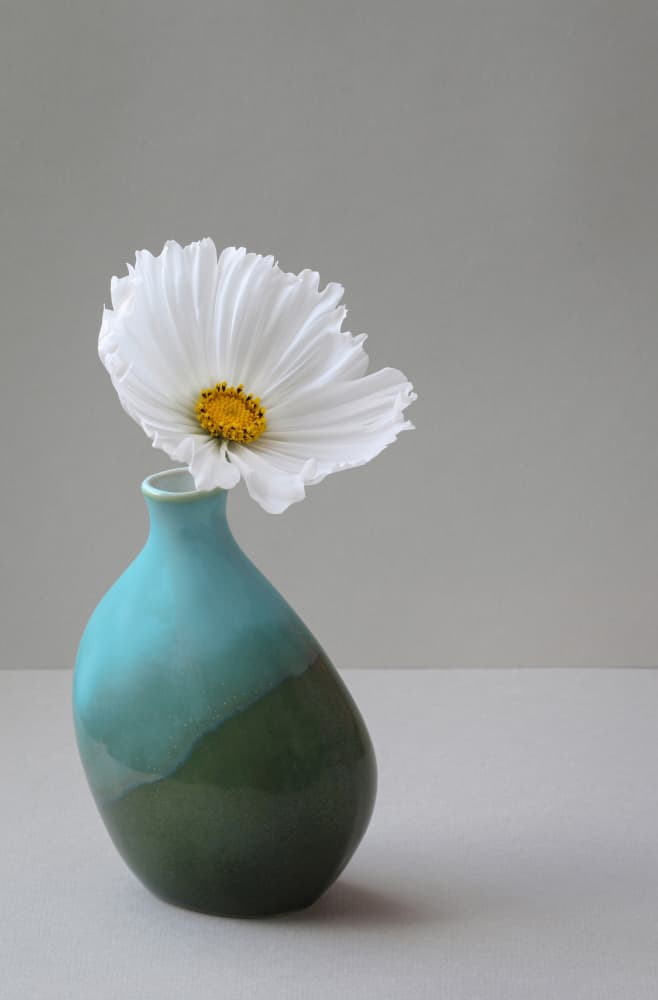 Delicate White Cosmos by Alyson Fennell — canvas wall art