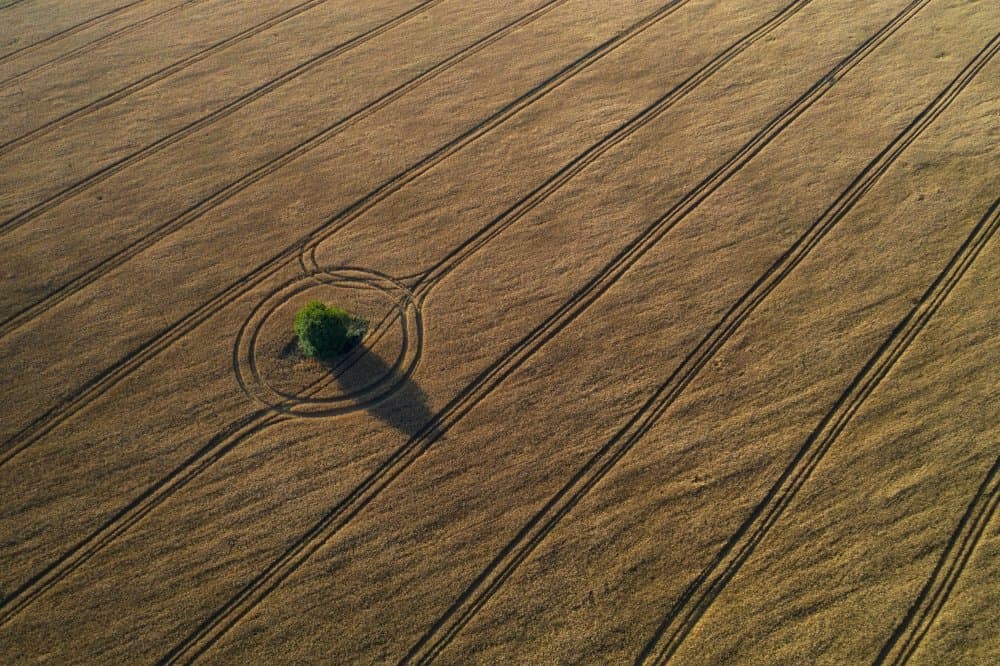Golden Field Lone Tree by Dmitry Doronin — canvas wall art