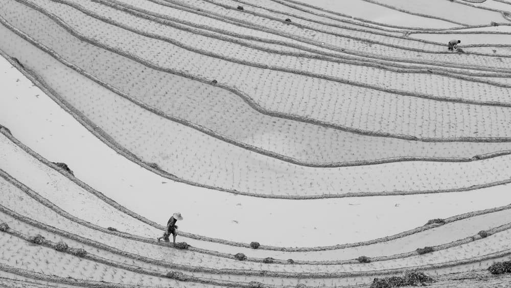 Rice Terrace Workers by Gunarto Song — canvas wall art