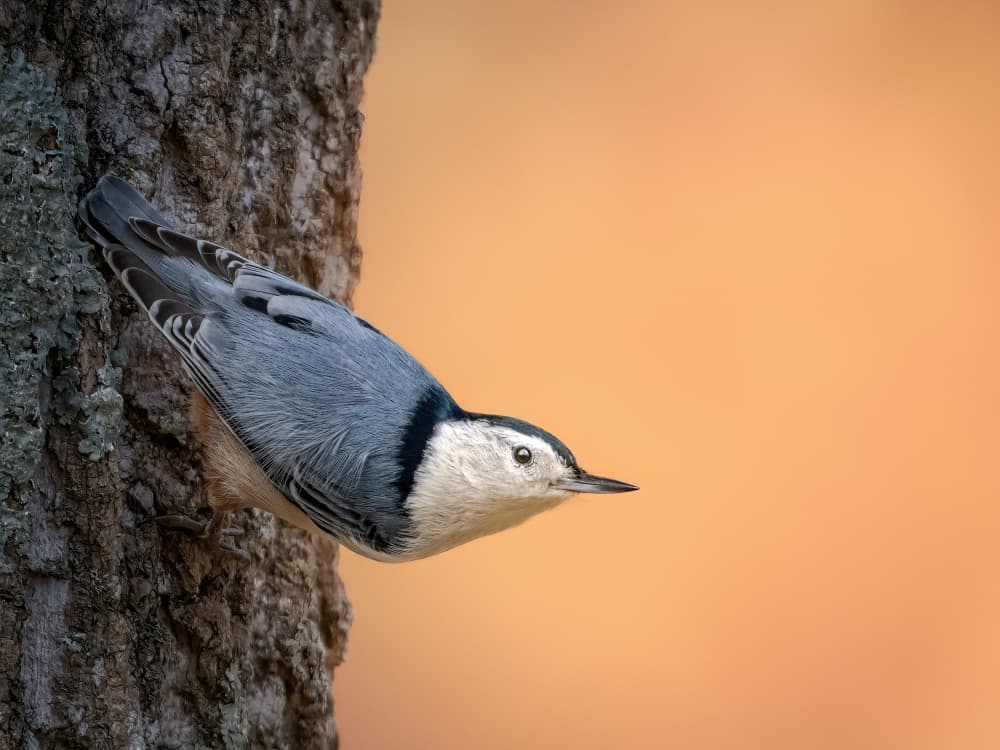Warm Nuthatch Portrait by Jacob (Jian) Xu — canvas wall art