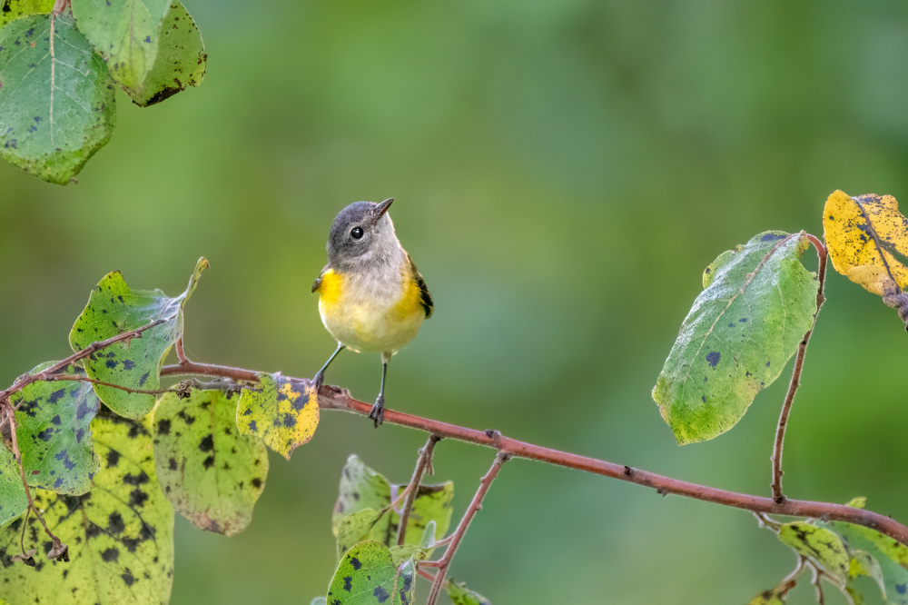 Perched Warbler Looking Up by Jacob (Jian) Xu — canvas wall art