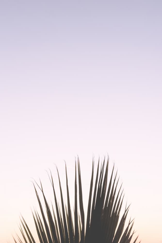 Tropical Sunset Palm by Photolovers — canvas wall art