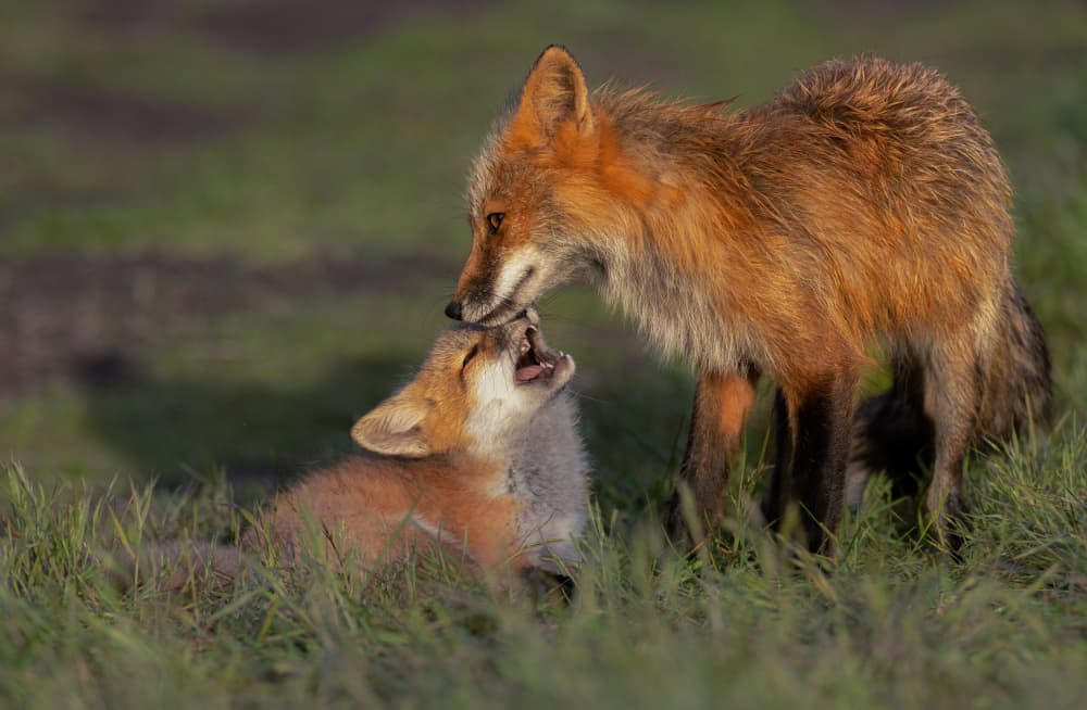 Red Fox Family Moment by Johnson Huang — canvas wall art