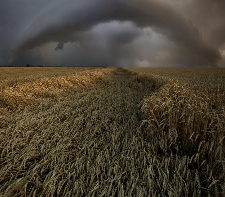 Dramatic Wheat Storm by Nicolas Schumacher — canvas wall art