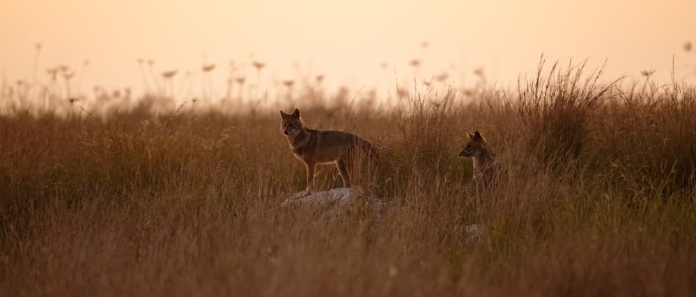Golden Jackals in Grass by Assaf Gavra — canvas wall art