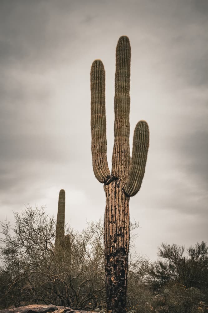 Desert Saguaro Sky by Stephanie Klatt — canvas wall art