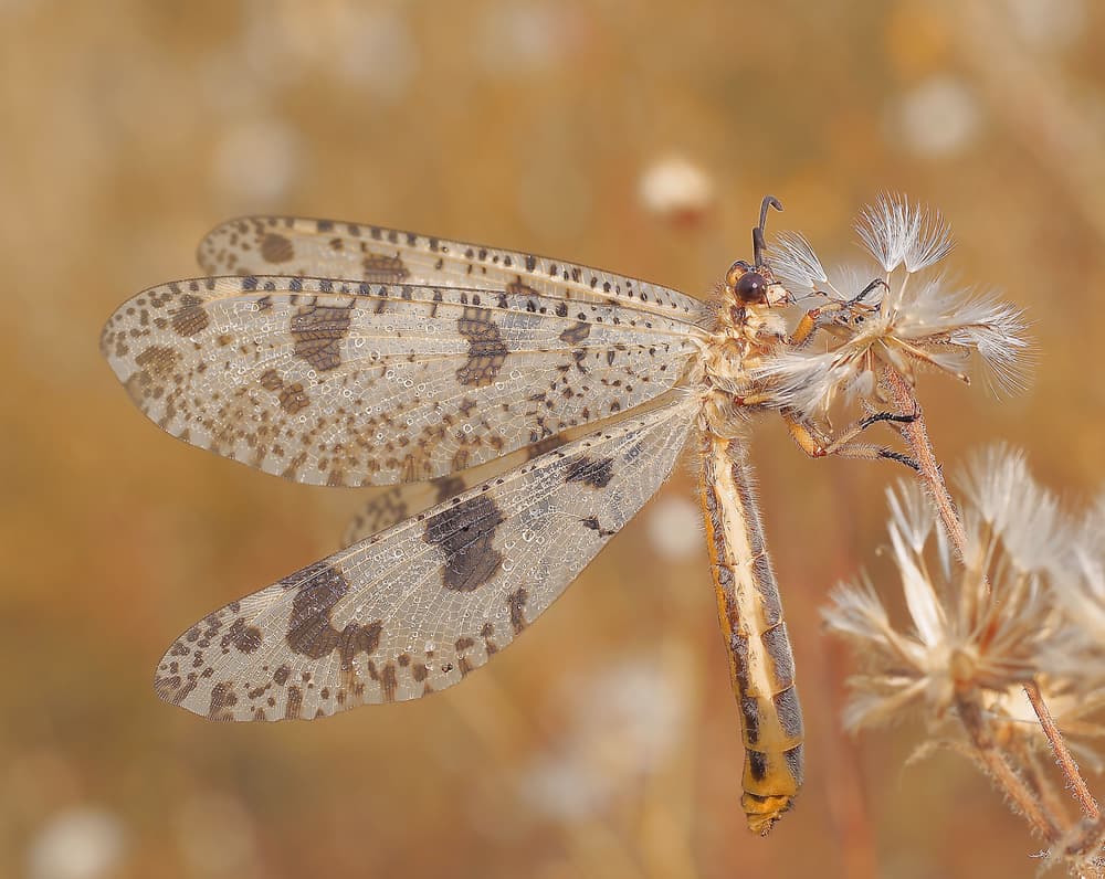 Antlion on Dried Seed by Thierry Dufour — canvas wall art