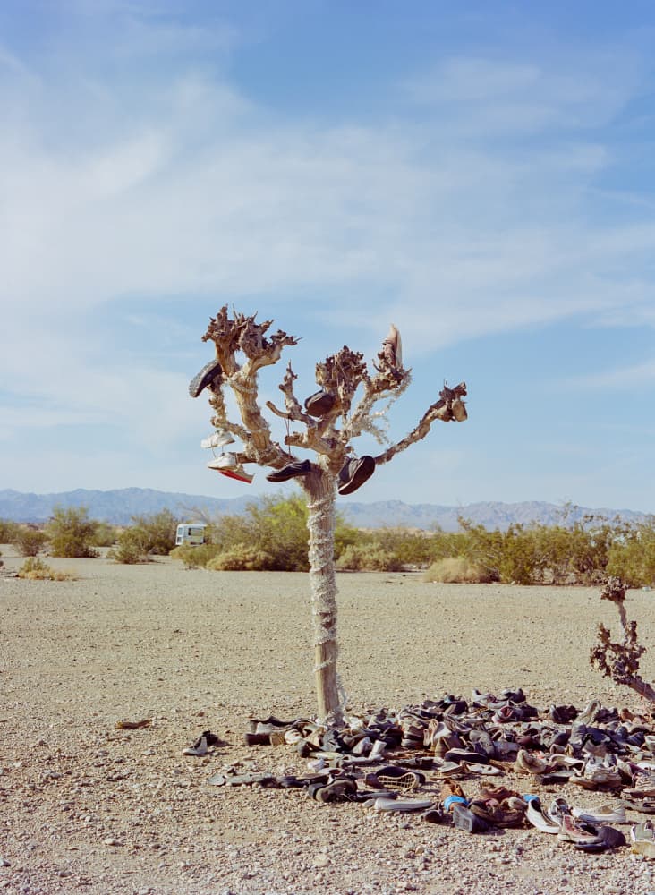 Desert Shoe Tree by Bethany Young — canvas wall art