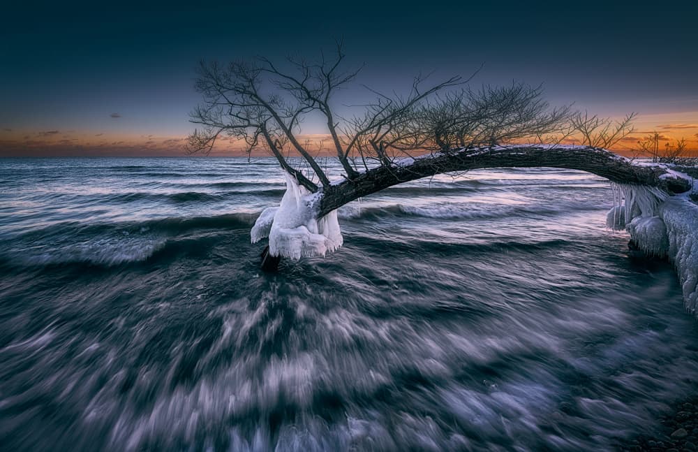 Frozen Coastal Tree by Ben.C.L — canvas wall art