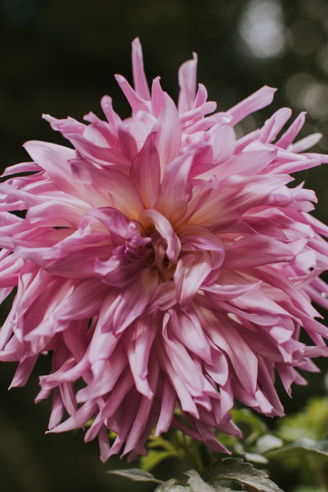 Radiant Pink Dahlia by Claudia Casal — canvas wall art