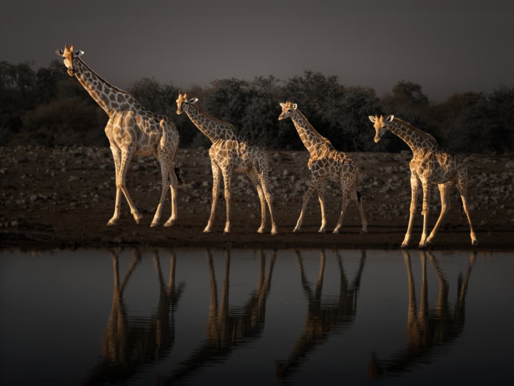 Golden Giraffe Reflections by Yun Gong — canvas wall art