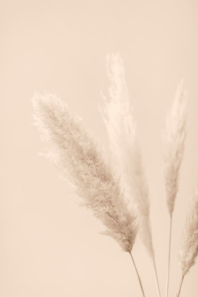 Soft Pampas Grass by Pictufy Studio III — canvas wall art