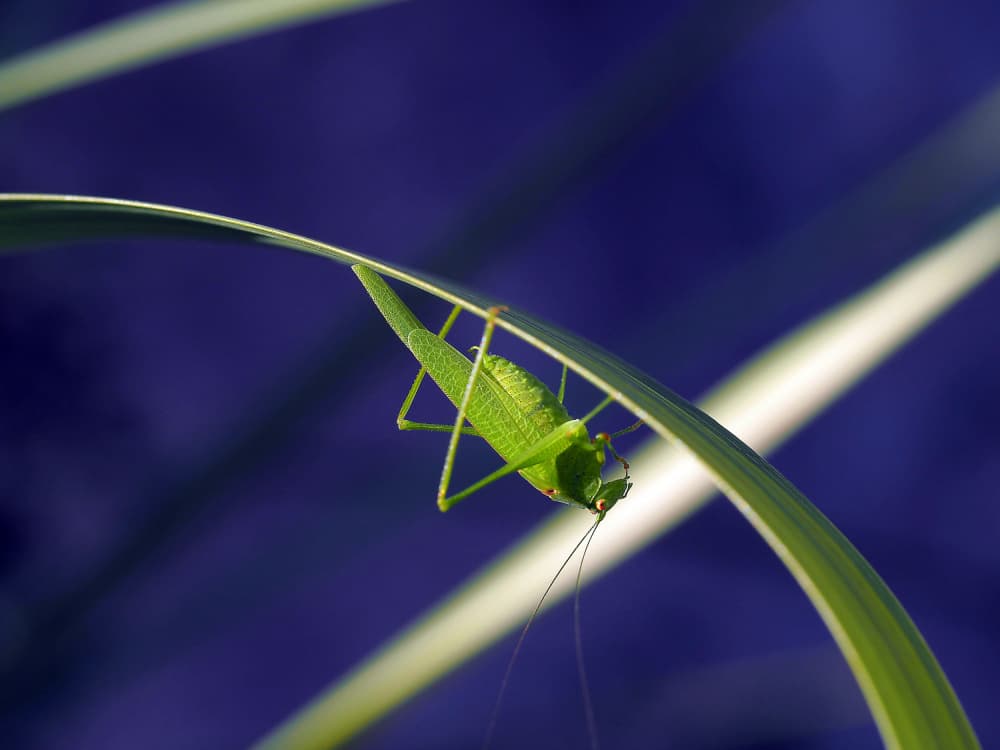 Emerald Grasshopper Leaf by Thierry Dufour — canvas wall art