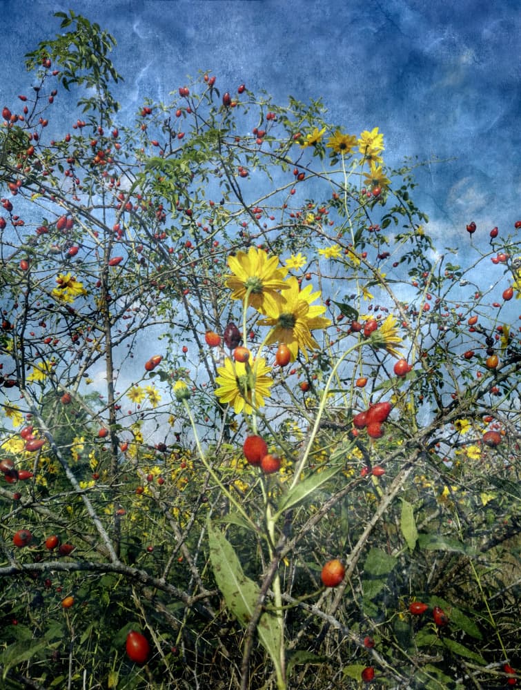 Autumn Flowers and Rose Hips by Angelo Cerantola — canvas wall art