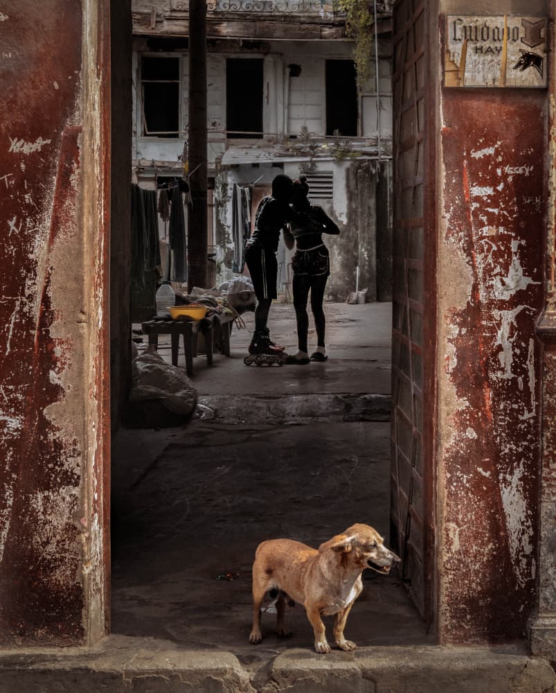Street Dog Urban Kiss by Andy Bauer — canvas wall art