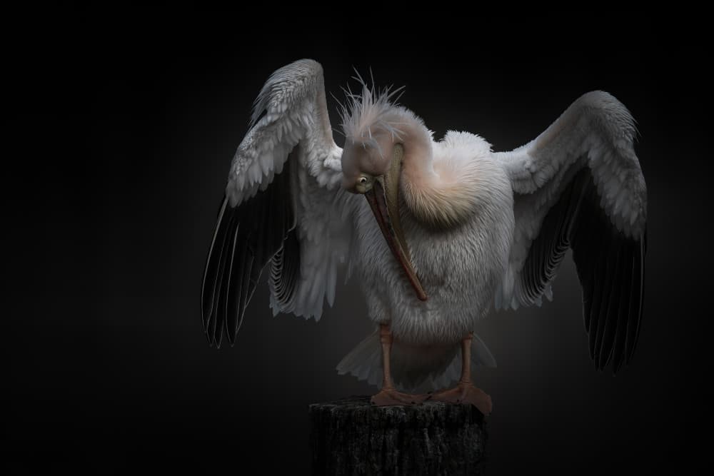 Elegant Pelican Preening by Jealousy — canvas wall art