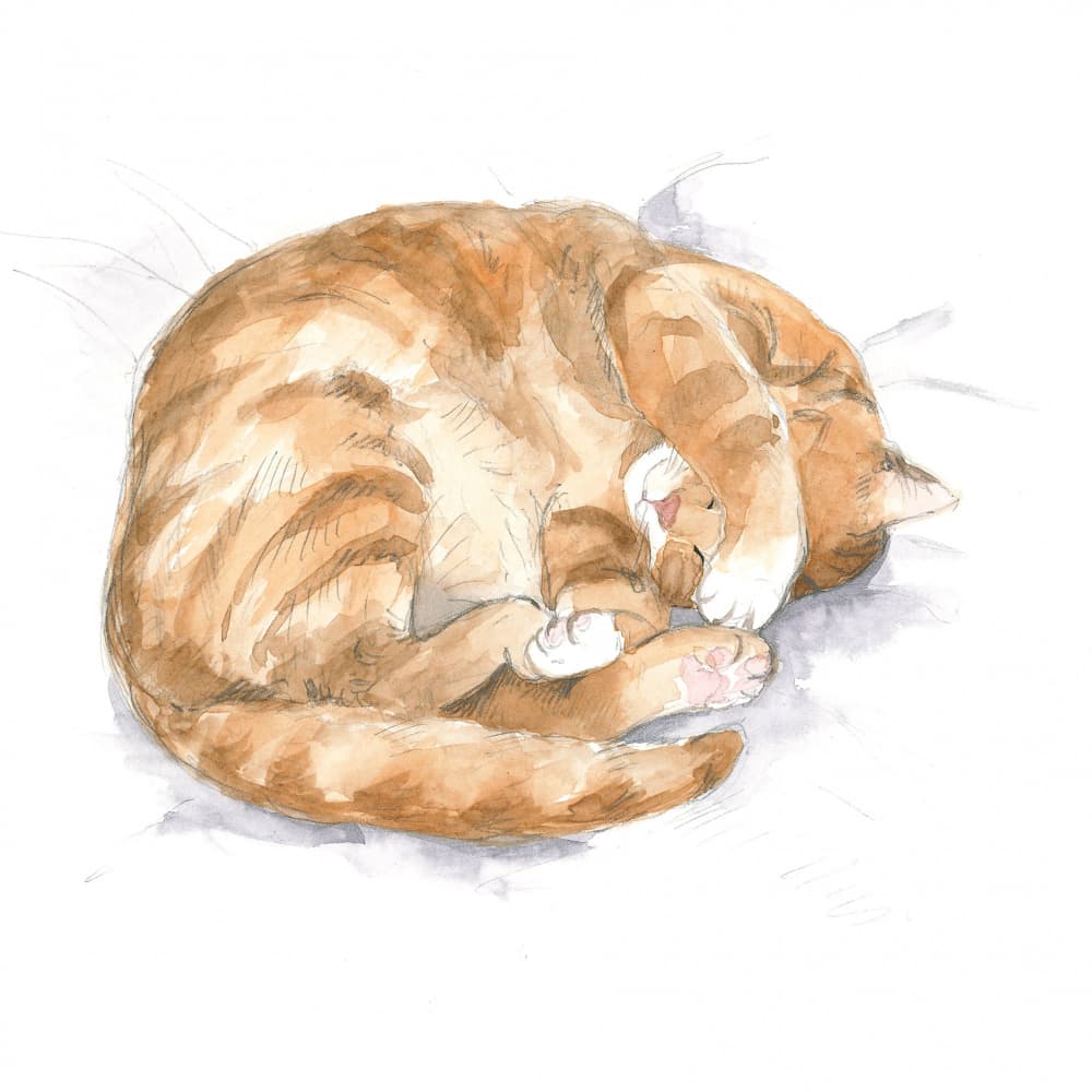 Ginger Cat Sketch by Isabelle Brent — canvas wall art