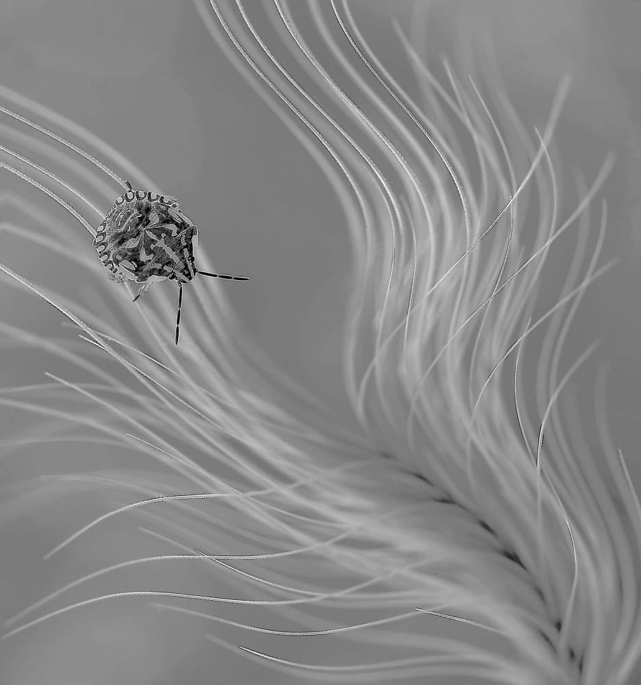 Delicate Insect Macro by Thierry Dufour — canvas wall art