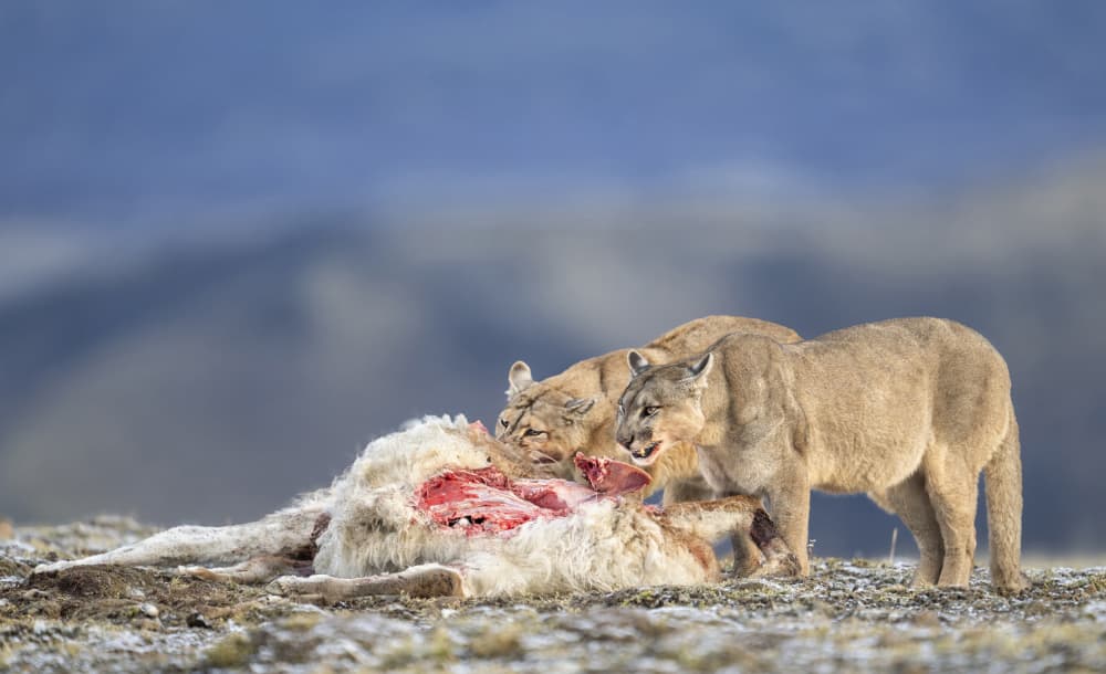 Wild Mountain Lions Feast by Jie Fischer — canvas wall art