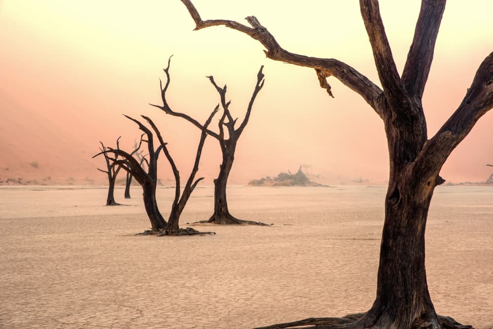 Desert Trees At Dawn by Giuseppe DAmico — canvas wall art
