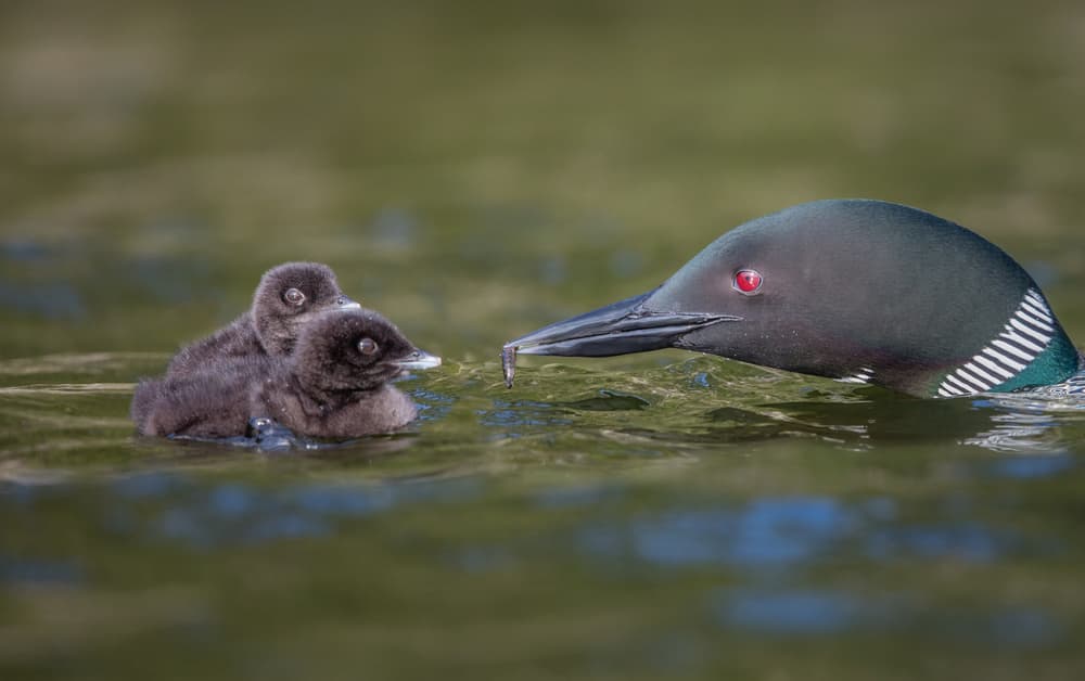 Loon Feeding Its Young by Greg Barsh — canvas wall art