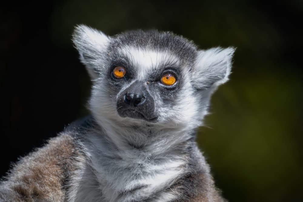 Ring-Tailed Lemur Portrait by Jeffrey C. Sink — canvas wall art