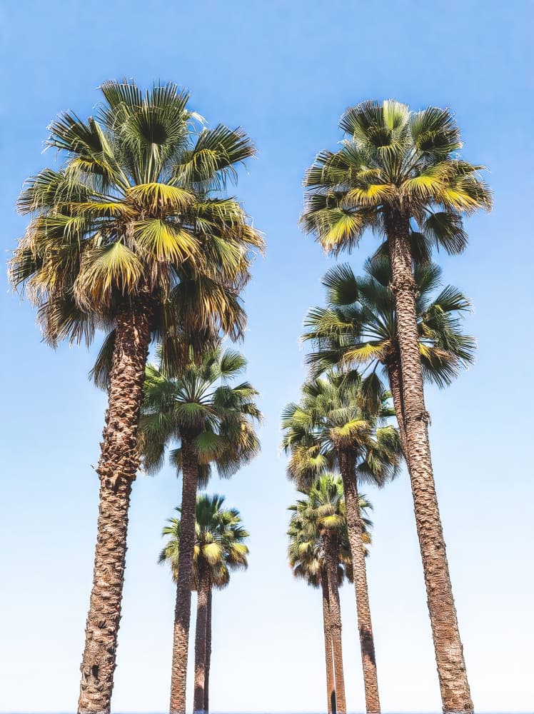 Tropical Palm Trees by Josie George — canvas wall art
