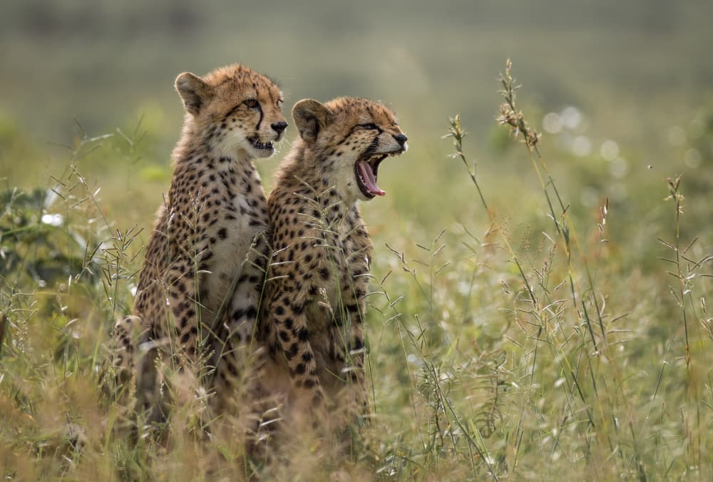 Cheetah Cub Yawn by Charlaine Gerber — canvas wall art