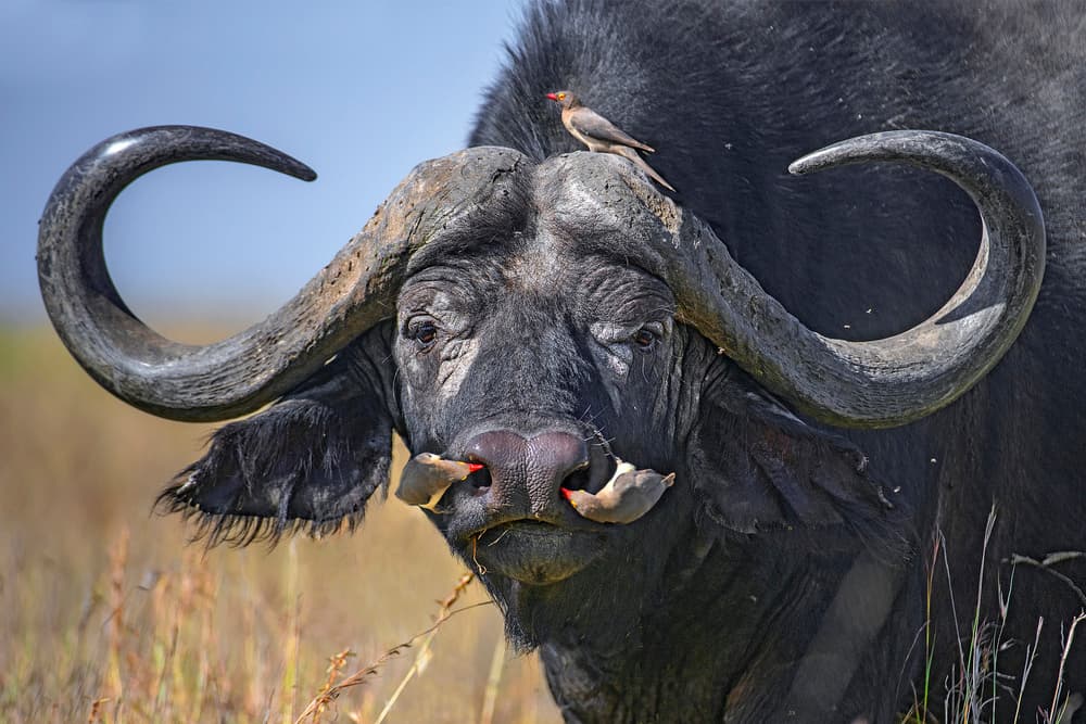 Oxpeckers on buffalo by Xavier Ortega — canvas wall art