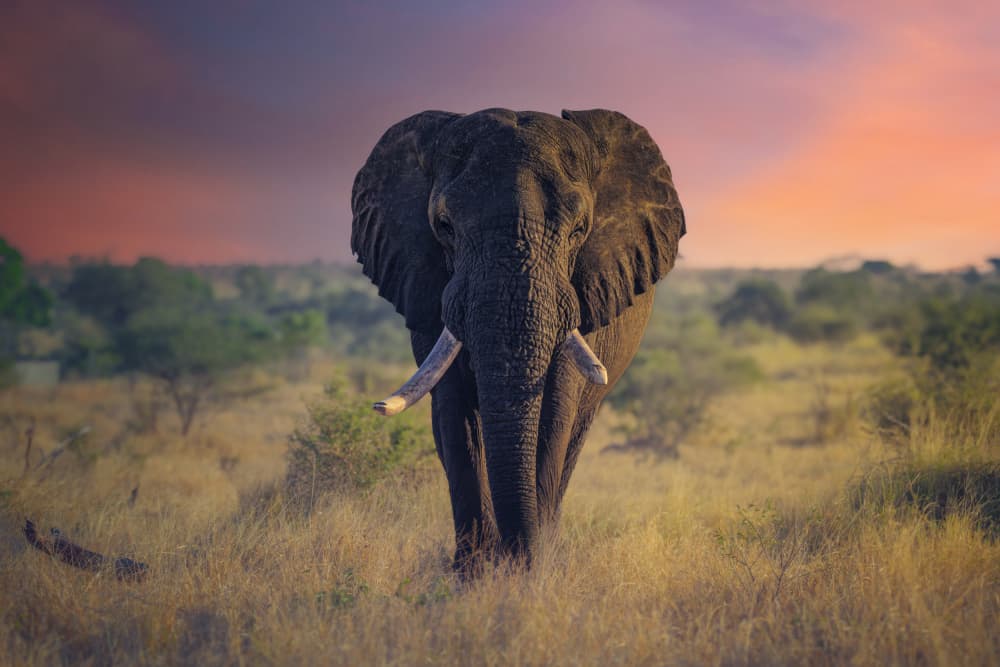 Majestic Elephant Sunset by David Martin Castan — canvas wall art