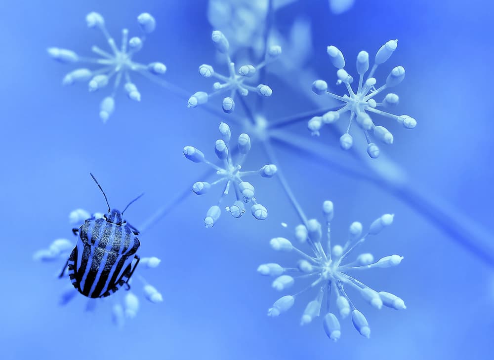 Striped Bug on Blue by Thierry Dufour — canvas wall art