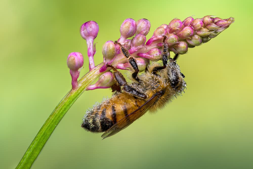 Dewy Bee On Blossom by Atul Saluja — canvas wall art
