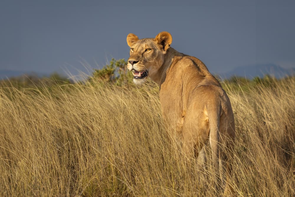 Alert African Lioness by Mark Strom — canvas wall art