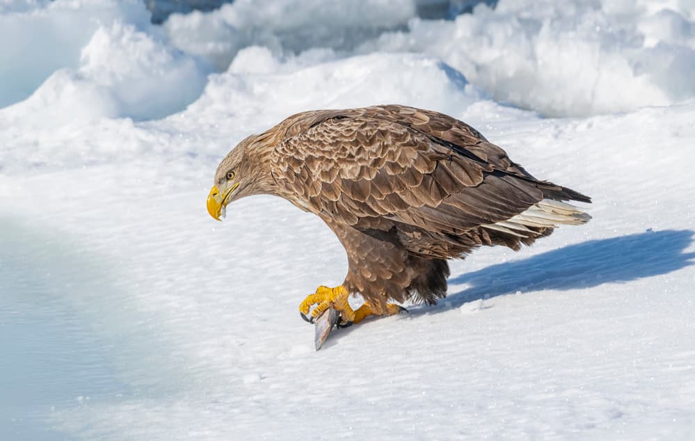 Sea Eagle Winter Catch by Larry Deng APA — canvas wall art