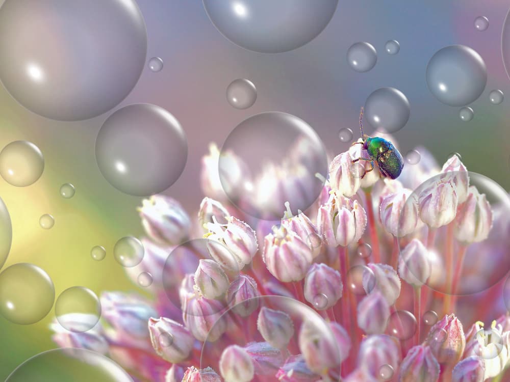 Dreamy Pink Flower Bubbles by Thierry Dufour — canvas wall art